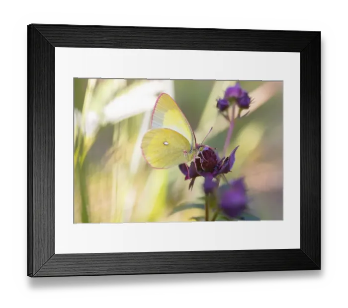 Framed Print : Palaeno sulphur (Colias palaeno)