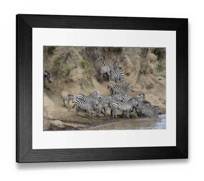 Framed Print : Plains zebra (Equus quagga), herd during migration