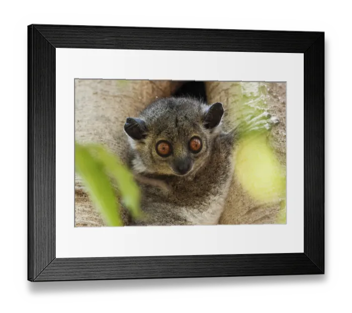 Framed Print : Weasel sportive lemur (Lepilemur mustelinus)