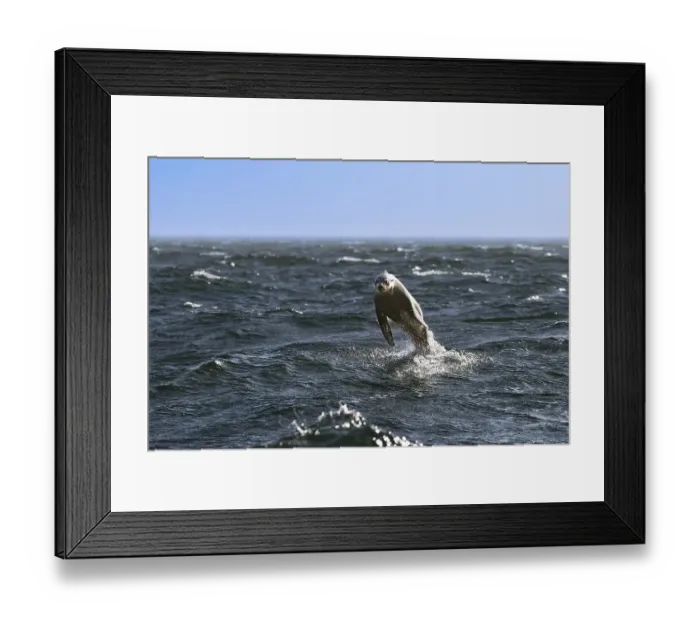 Framed Print : South African (Arctocephalus pusillus) fur seals