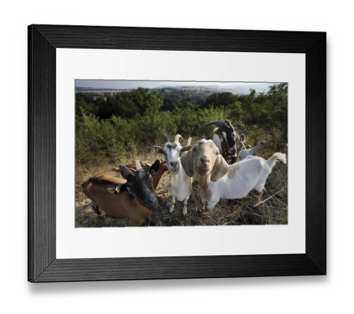 Framed Print : Herd of goats in the Rhoen, Fladungen Framed Print : Herd of goats in the Rhoen, Fladungen