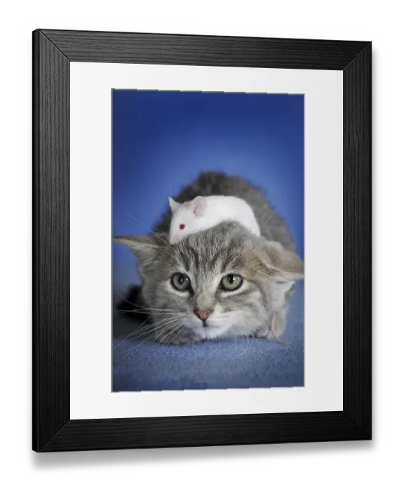 Framed Print : Kitten, silver tabby and white coloured fancy mouse Framed Print : Kitten, silver tabby and white coloured fancy mouse