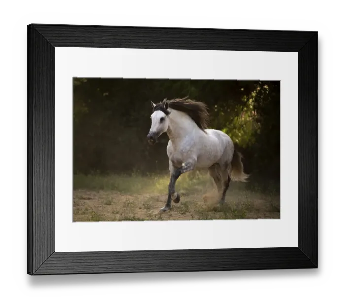 Framed Print : White P.R.E. Stallion at Gallop
