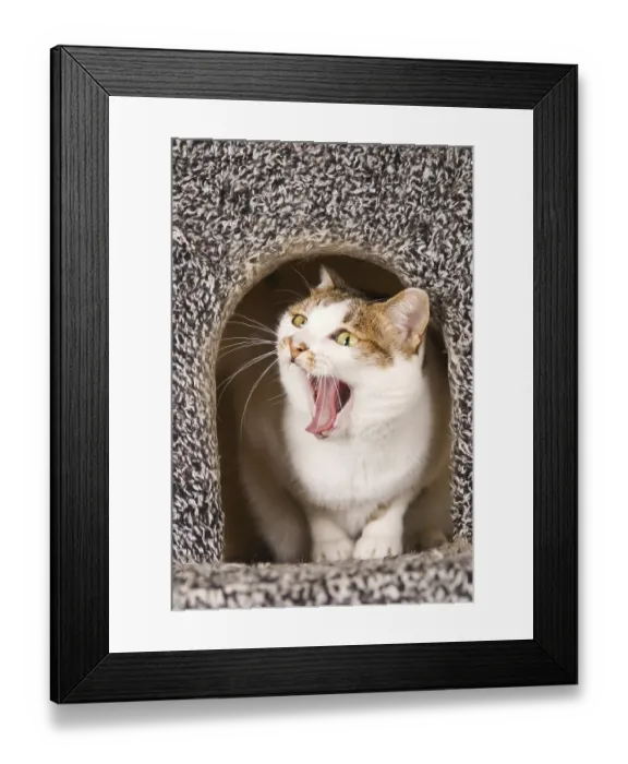 Framed Print : Cat yawning in cat's houseCat yawning in cat's house