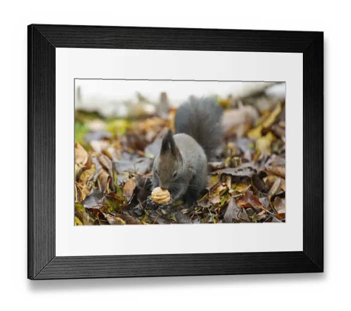 Framed Print : Squirrel with nut in hands sitting on pile of autumn coloured leaves from the front Framed Print : Squirrel with nut in hands sitting on pile of autumn coloured leaves from the front