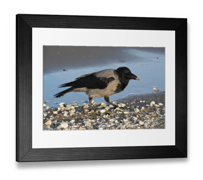 Framed Print : Hooded crow, (Corvus corone cornix) eating clam on the beach