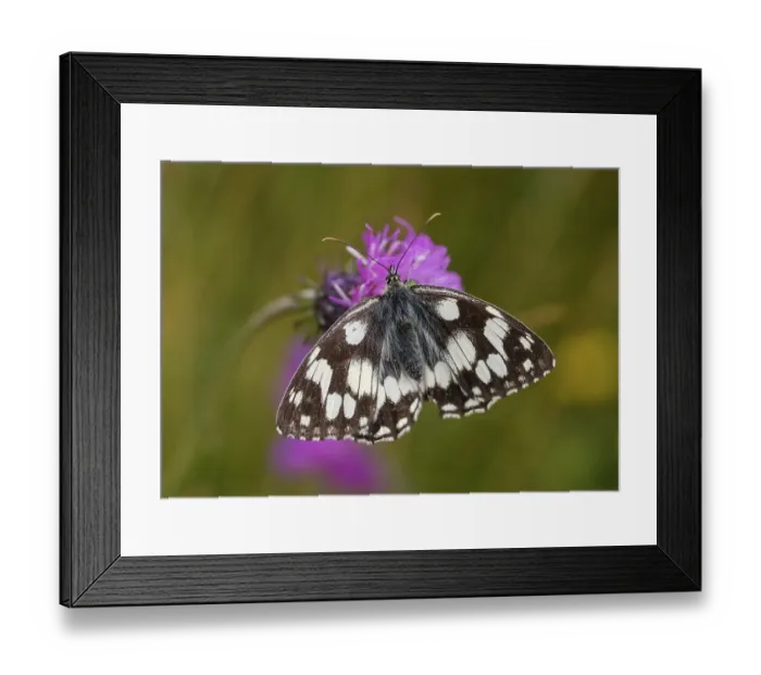 Framed Print : Marbled white (Melanargia galathea) Framed Print : Marbled white (Melanargia galathea)