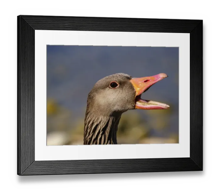 Framed Print : Greylag goose (Anser anser ) calling