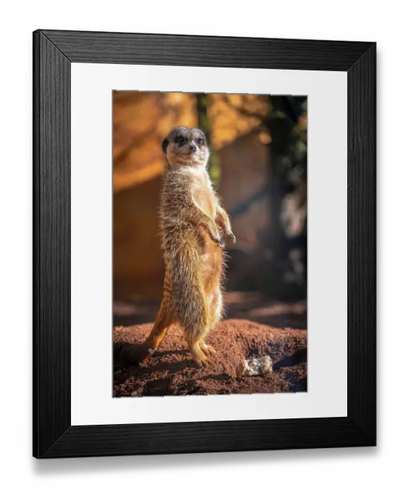 Framed Print : Meerkats (Suricata Suricatta) in its natural environment in sunshine