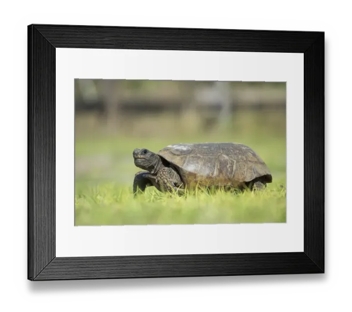 Framed Print : Gopher tortoise (Gopherus polyphemus) in grass