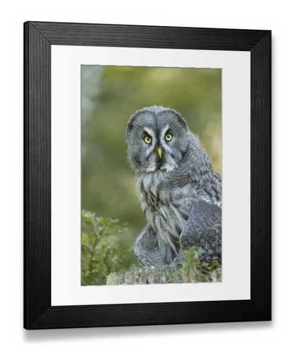 Framed Print : Great grey owl (Strix nebulosa) Framed Print : Great grey owl (Strix nebulosa)