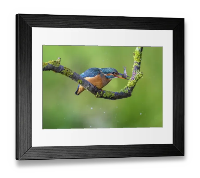 Framed Print : Common kingfisher (Alcedo atthis)