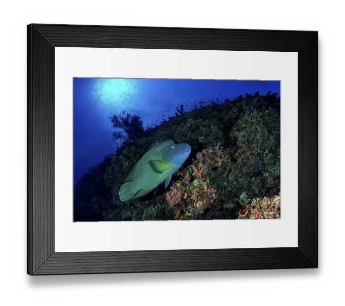 Framed Print : Napoleon fish, Humphead wrasse (Cheilinus undulatus) Framed Print : Napoleon fish, Humphead wrasse (Cheilinus undulatus)