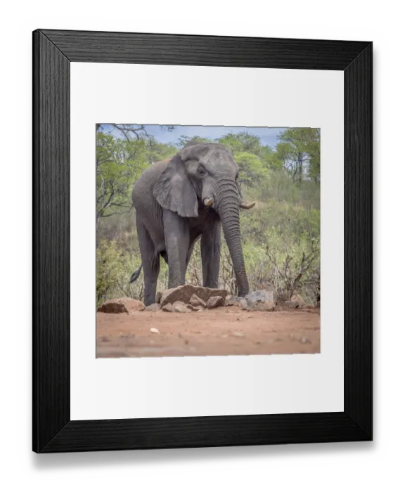 Framed Print : African Elephant (Loxodonta africana) drinking at a waterhole