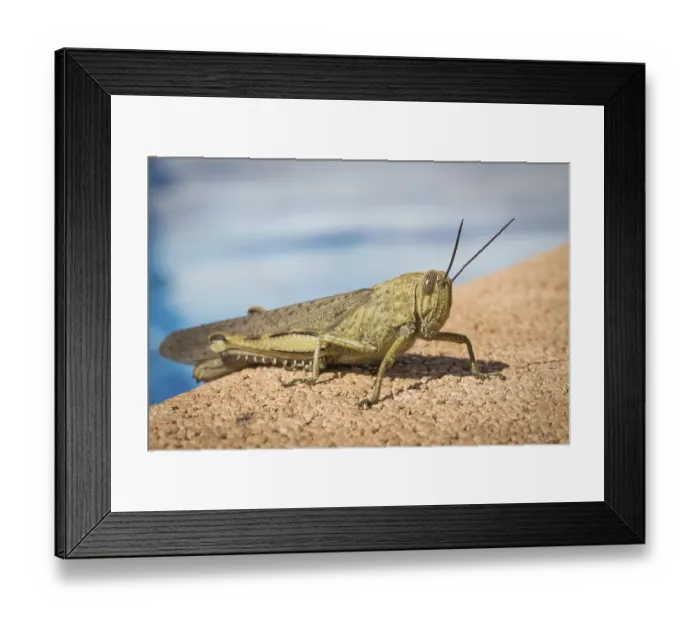 Framed Print : Blue-winged grasshopper (Oedipoda caerulescens) Framed Print : Blue-winged grasshopper (Oedipoda caerulescens)