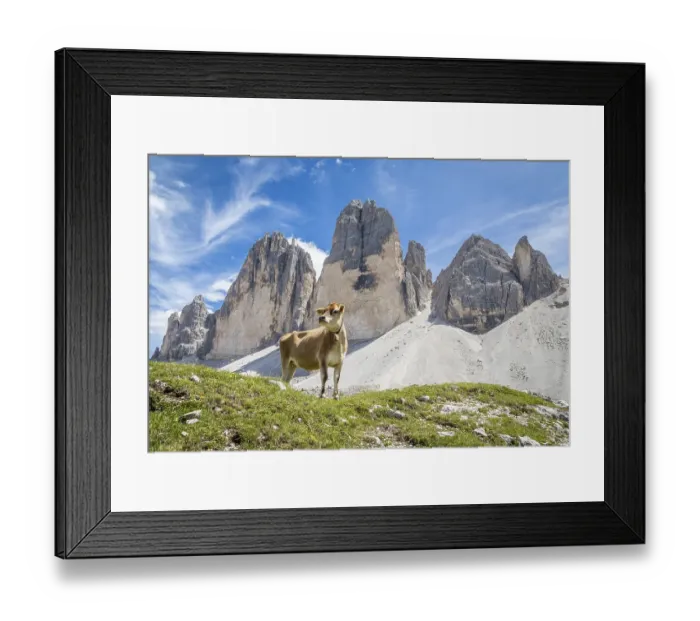 Framed Print : Standing cow in front of mountain range Three Peaks Framed Print : Standing cow in front of mountain range Three Peaks