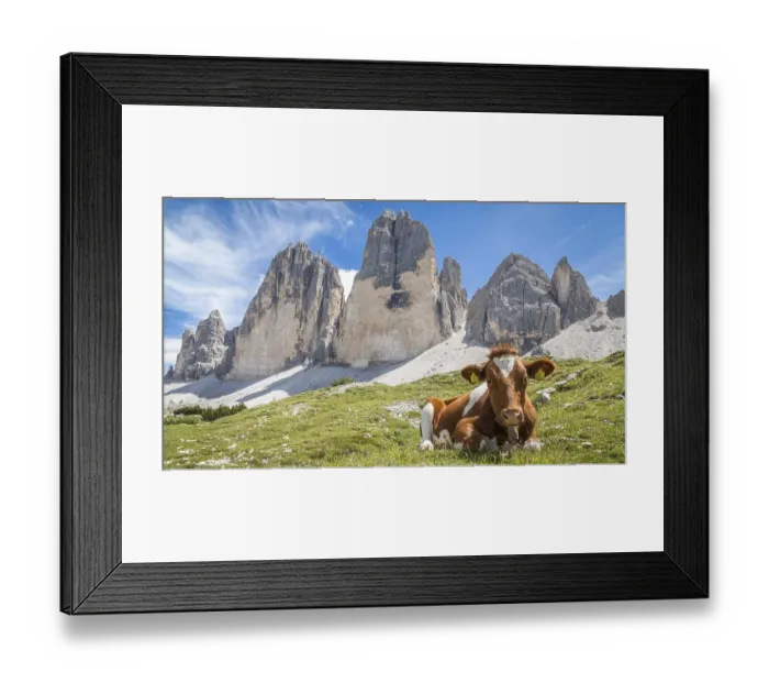 Framed Print : Lying cow in front of mountain three peaks