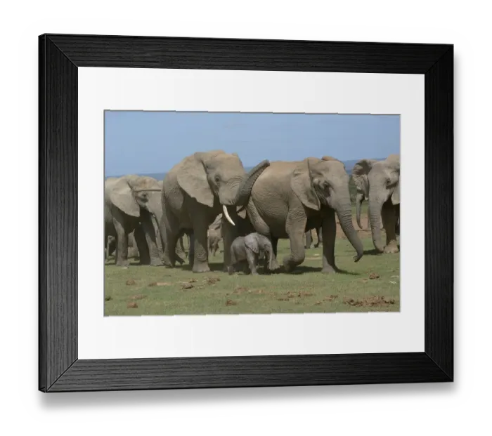 Framed Print : African Bush Elephants (Loxodonta africana) Framed Print : African Bush Elephants (Loxodonta africana)