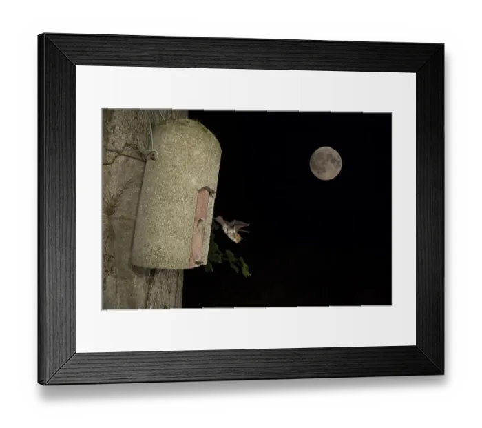 Framed Print : Natterer's bat (Myotis nattereri) leaves bat box Framed Print : Natterer's bat (Myotis nattereri) leaves bat box