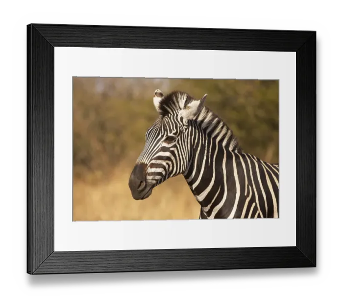 Framed Print : Zebra (Equus quagga), Kruger National Park