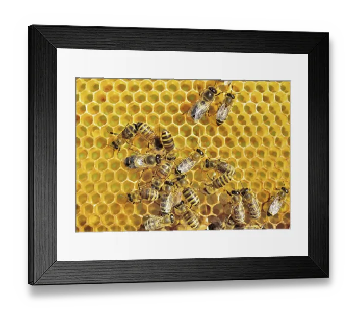 Framed Print : European Honey Bees (Apis mellifera var) Framed Print : European Honey Bees (Apis mellifera var)