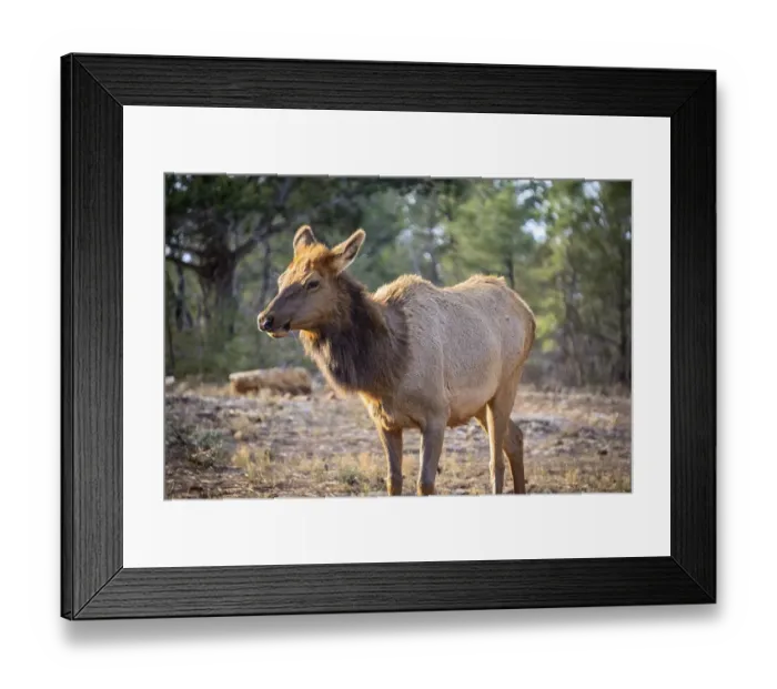 Framed Print : American elk (Cervus canadensis) in the forest