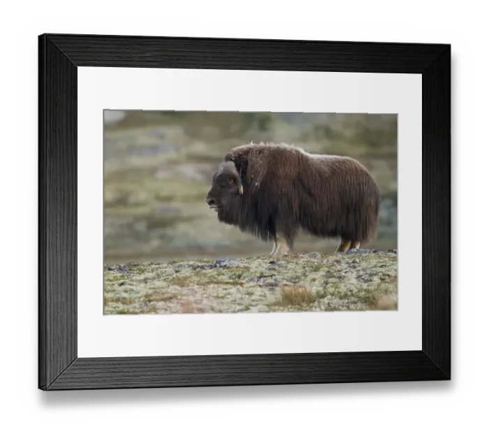 Framed Print : Muskox (Ovibos moschatus), bull on the fjell