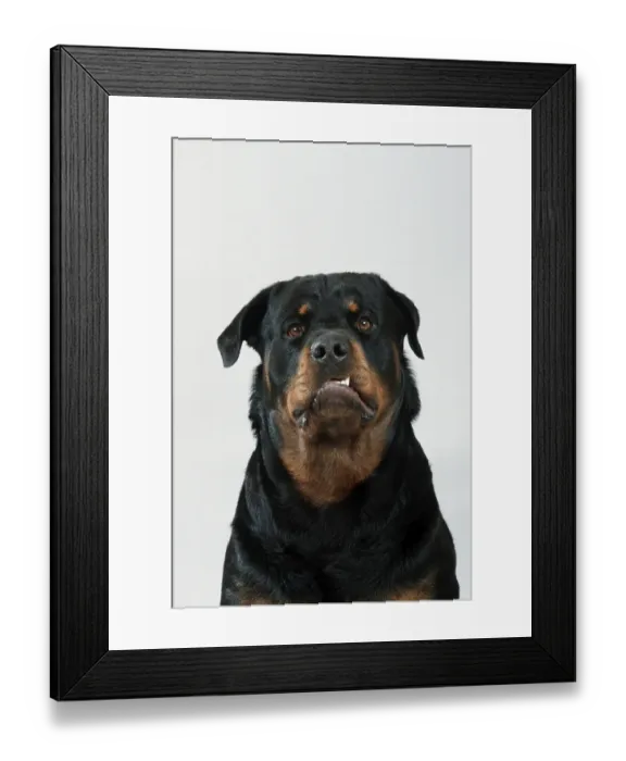 Framed Print : Rottweiler