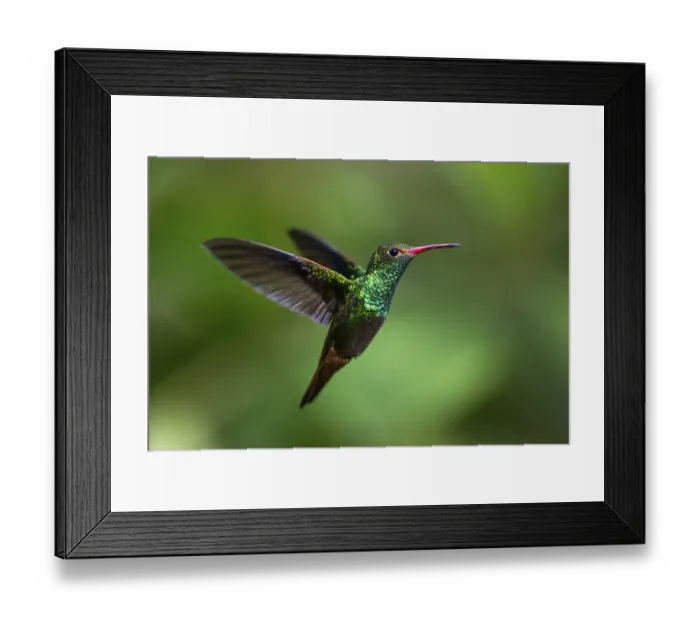 Framed Print : Rufous-tailed Hummingbird (Amazilia tzacatl) Framed Print : Rufous-tailed Hummingbird (Amazilia tzacatl)