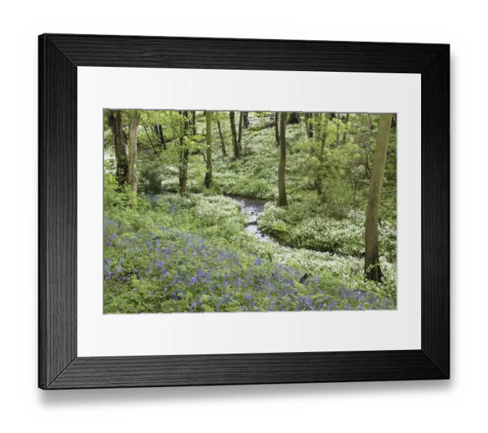 Framed Print : Common bluebell (Hyacinthoides non-scripta) and ramsons (Allium ursinum)