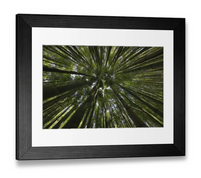 Framed Print : Canopy of a bamboo forest, Les Bambous du Mandarin Framed Print : Canopy of a bamboo forest, Les Bambous du Mandarin