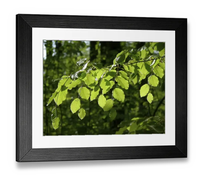 Framed Print : Freshly sprouted beech leaves against the light Framed Print : Freshly sprouted beech leaves against the light