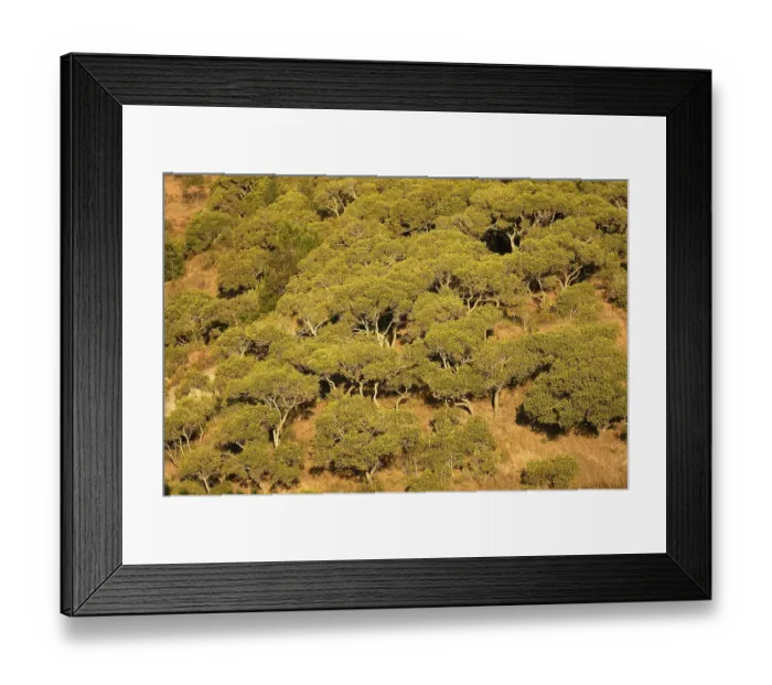 Framed Print : Tapia tree forest (Uapaca bojeri) Framed Print : Tapia tree forest (Uapaca bojeri)