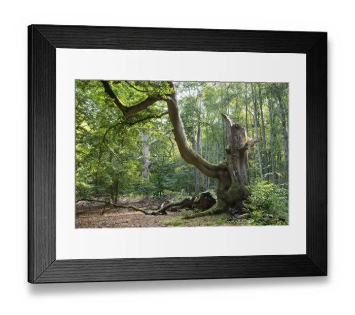 Framed Print : Old gnarled beech (Fagus sylvatica)
