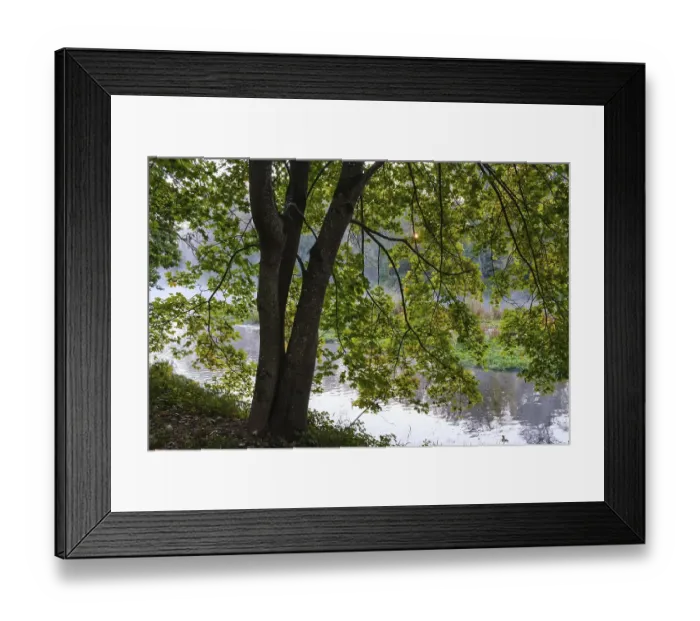 Framed Print : Norway maple (Acer platanoides) at the river Isar Framed Print : Norway maple (Acer platanoides) at the river Isar