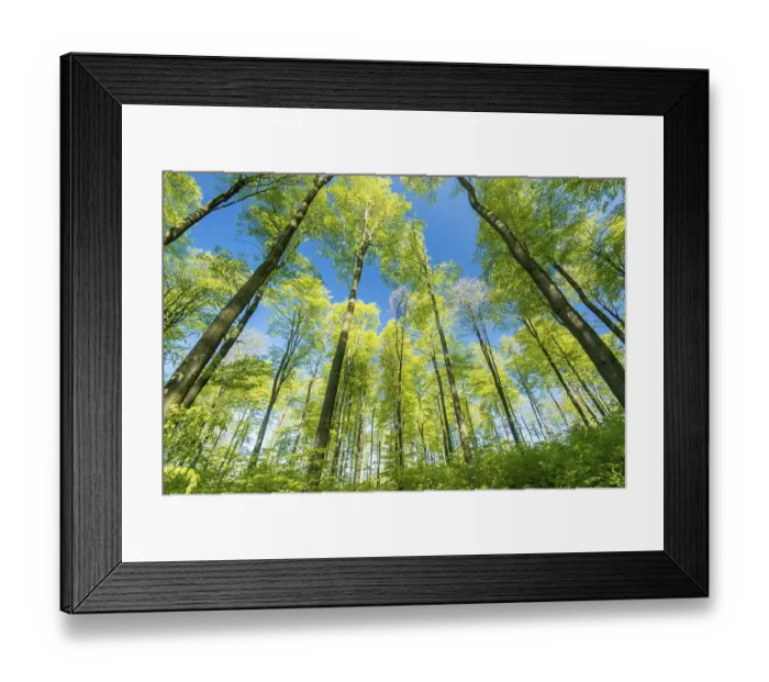 Framed Print : Spring in the beech forest, Beech (Fagus sp)