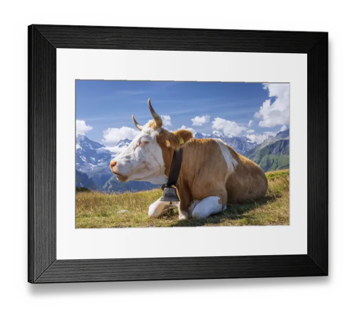 Framed Print : Swiss cow in the high mountains