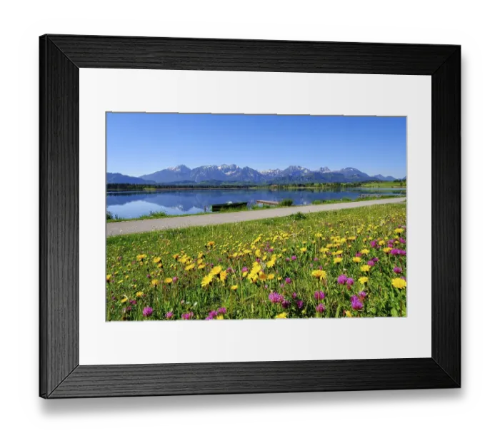 Framed Print : Flower meadow, Hopfensee, Tannheimer mountains with Gehrenspitze