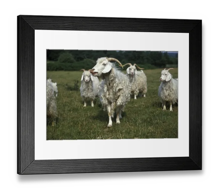 Framed Print : Angora goat, breed that produces mohair wool Framed Print : Angora goat, breed that produces mohair wool