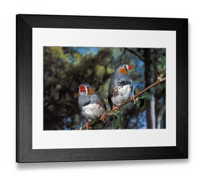 Framed Print : Zebra Finch (taeniopygia guttata) Framed Print : Zebra Finch (taeniopygia guttata)