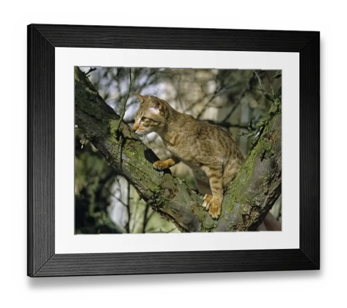 Framed Print : Chocolate Spotted Tabby Oriental Domestic Cat standing in Tree