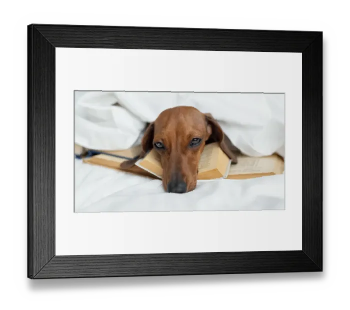 Framed Print : Cute dog laying books