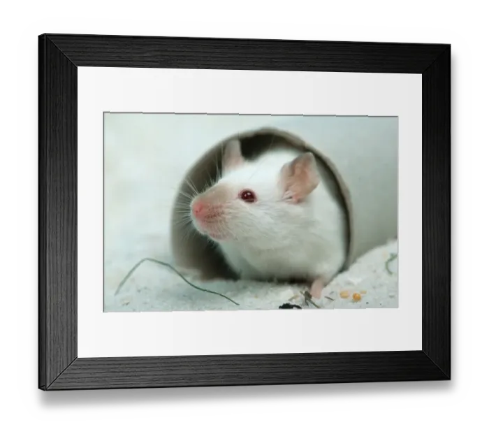 Framed Print : White Mouse, House Mouse