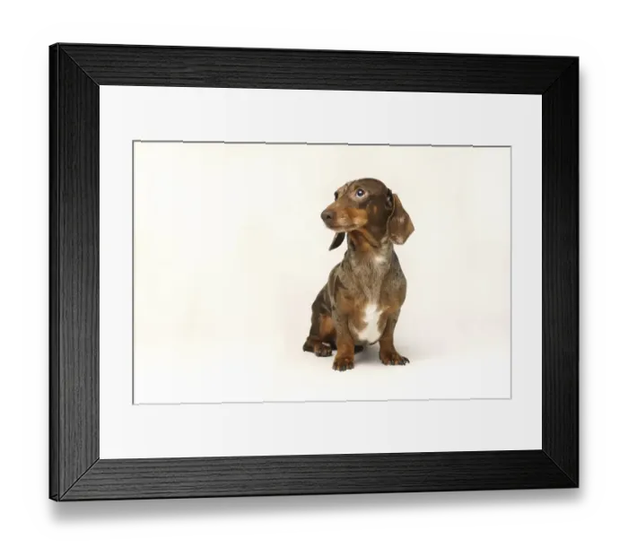 Framed Print : Miniature rabbit dachshund, marbled coat