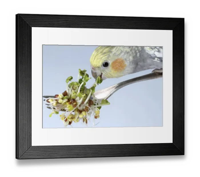 Framed Print : Cockatiel (Nymphicus hollandicus) eats daikon radish