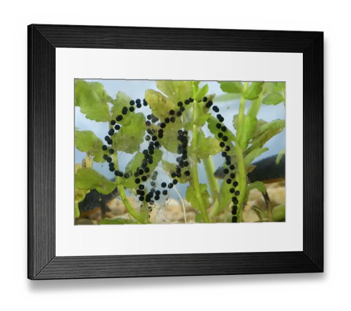 Framed Print : Common toad (Bufo bufo), spawn