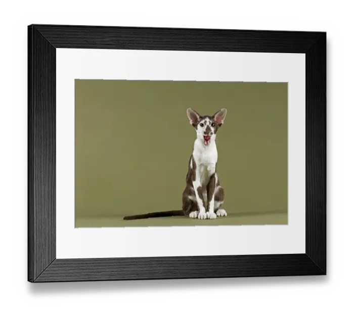 Framed Print : Oriental Shorthair cat
