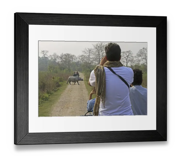 Framed Print : Indian Rhinoceros (Rhinoceros unicornis)