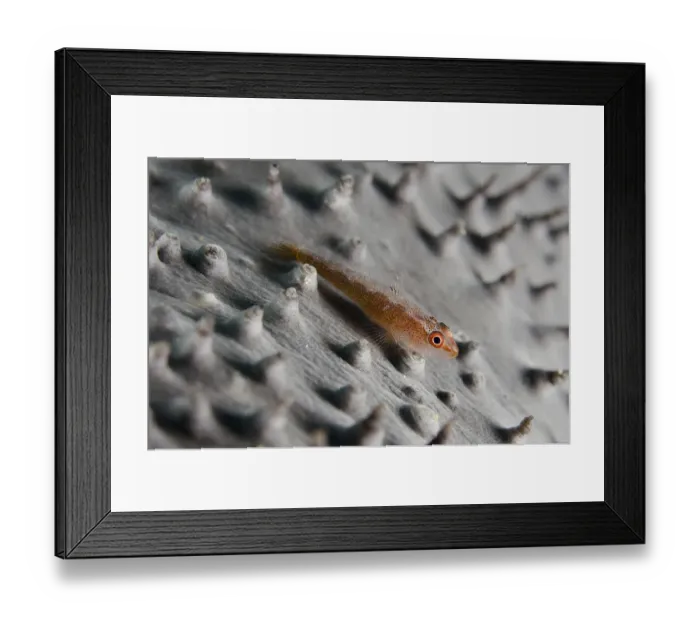 Framed Print : Common Ghost Goby (Pleurosicya mossambica) Framed Print : Common Ghost Goby (Pleurosicya mossambica)