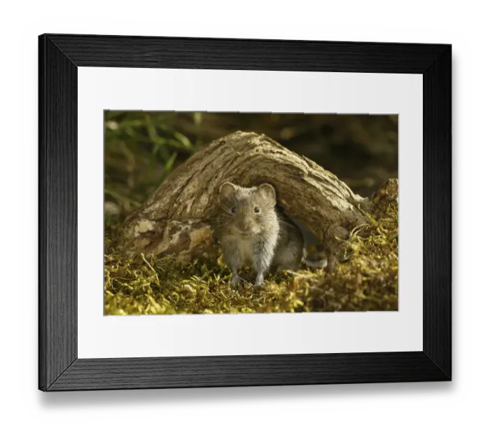 Framed Print : Bank Vole (Clethrionomys glareolus) adult Framed Print : Bank Vole (Clethrionomys glareolus) adult